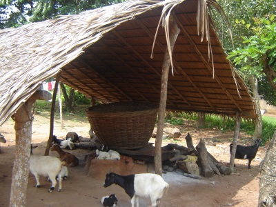 Animal Husbandry